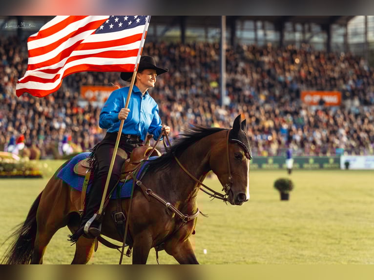 American Quarter Horse Mare 10 years 14,2 hh Brown in Freiensteinau