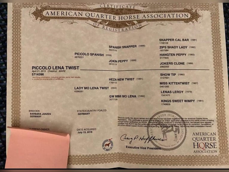 American Quarter Horse Mare 10 years 14,2 hh Chestnut-Red in Delbr&#xFC;ck