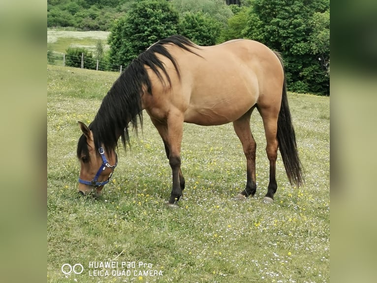 American Quarter Horse Mare 10 years 14,2 hh Dun in Betteldorf
