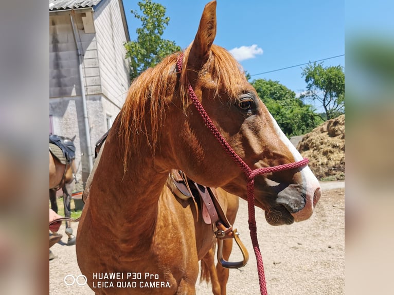 American Quarter Horse Mare 10 years 14,2 hh Dun in Betteldorf