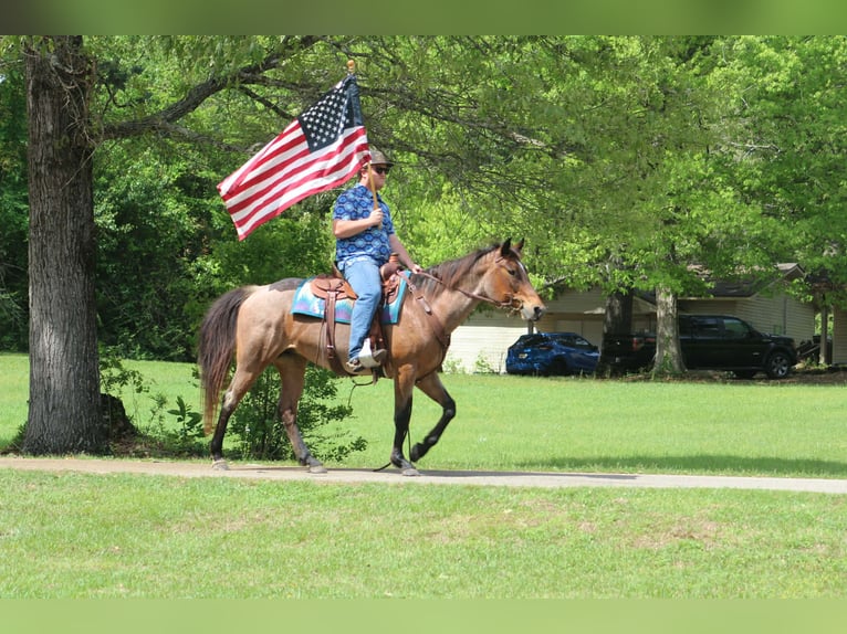American Quarter Horse Mare 10 years 14,2 hh Roan-Bay in Poolville