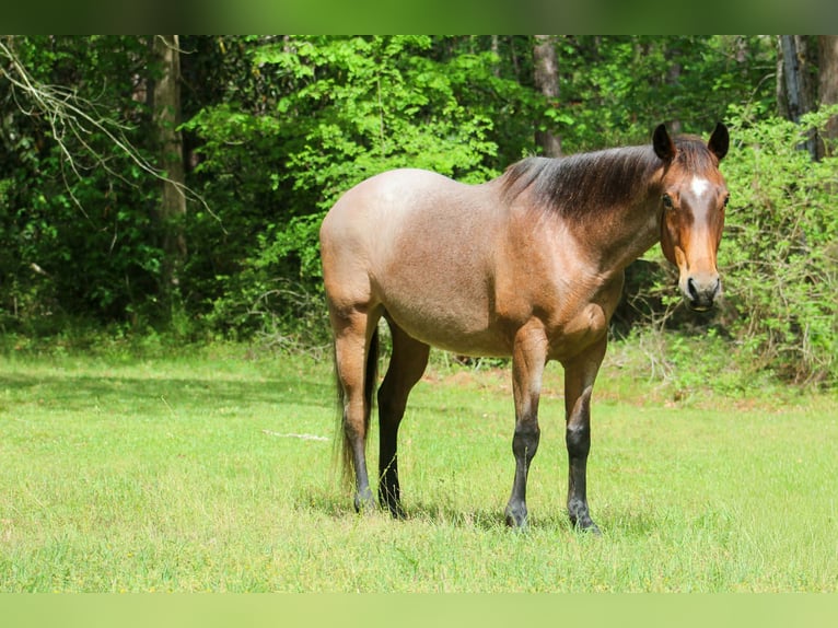 American Quarter Horse Mare 10 years 14,2 hh Roan-Bay in Poolville