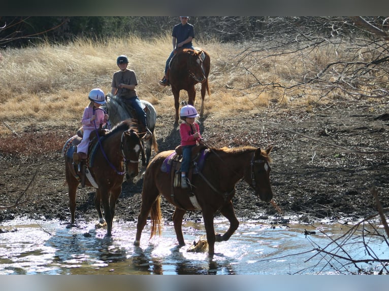 American Quarter Horse Mare 10 years 14,2 hh Sorrel in Poolville
