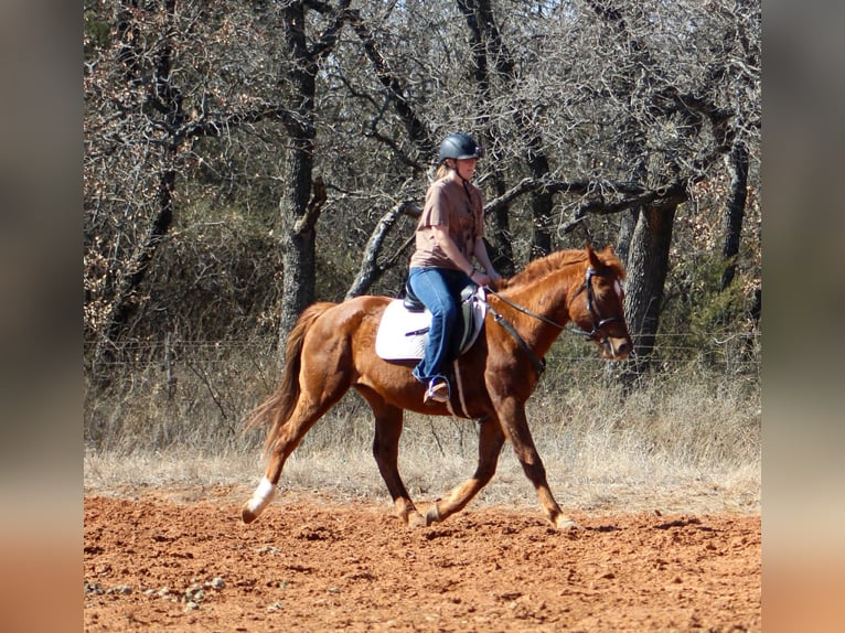 American Quarter Horse Mare 10 years 14,2 hh Sorrel in Poolville