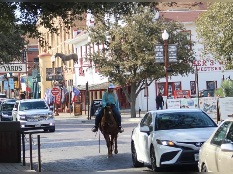 American Quarter Horse Mare 10 years 14,2 hh Sorrel in Poolville