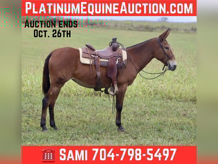 American Quarter Horse Mare 10 years 14,3 hh Bay in Brooksville KY