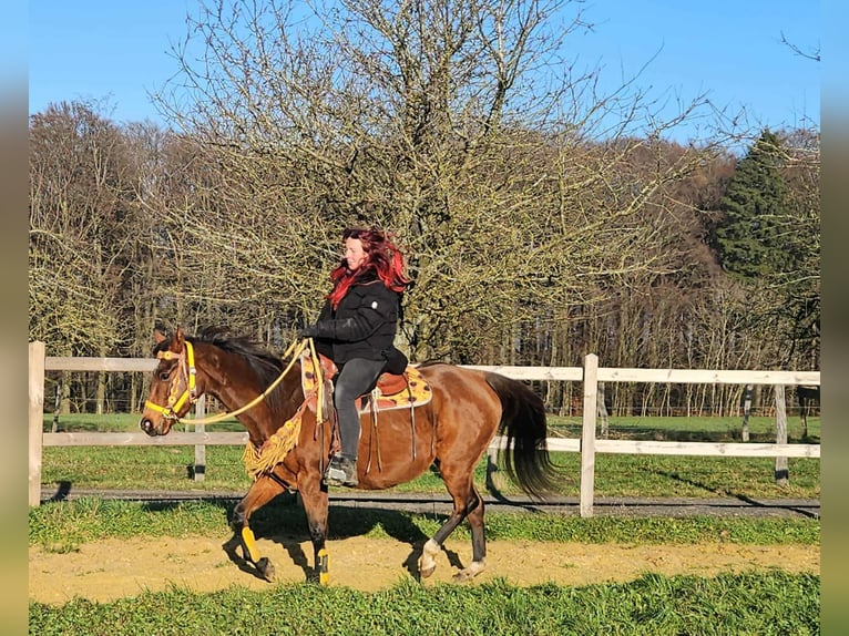 American Quarter Horse Mare 10 years 14,3 hh Brown in Linkenbach