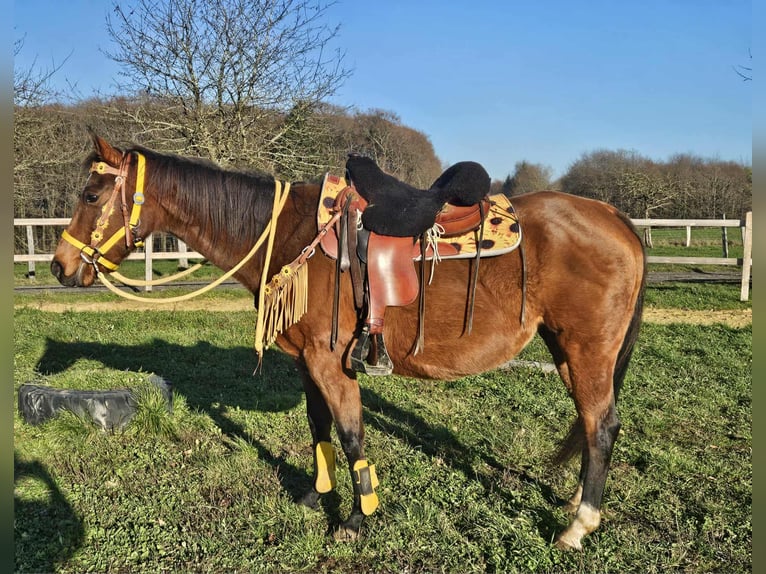 American Quarter Horse Mare 10 years 14,3 hh Brown in Linkenbach