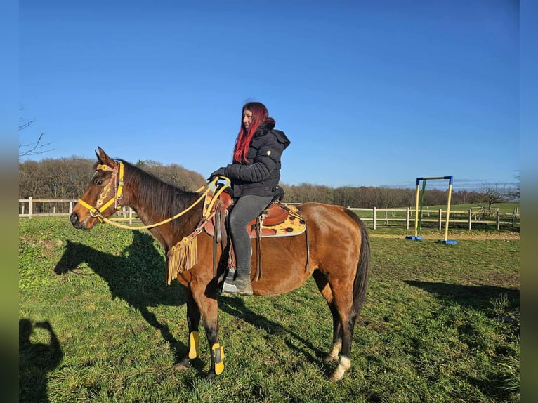 American Quarter Horse Mare 10 years 14,3 hh Brown in Linkenbach