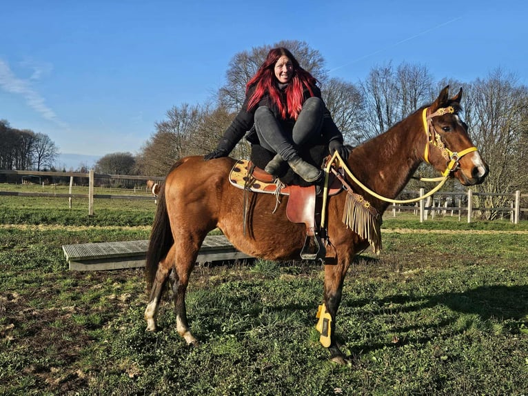 American Quarter Horse Mare 10 years 14,3 hh Brown in Linkenbach