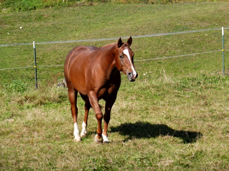 American Quarter Horse Mare 10 years 14,3 hh Chestnut in Bernried