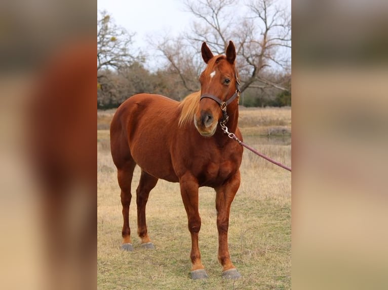 American Quarter Horse Mare 10 years 14,3 hh Sorrel in Terrell