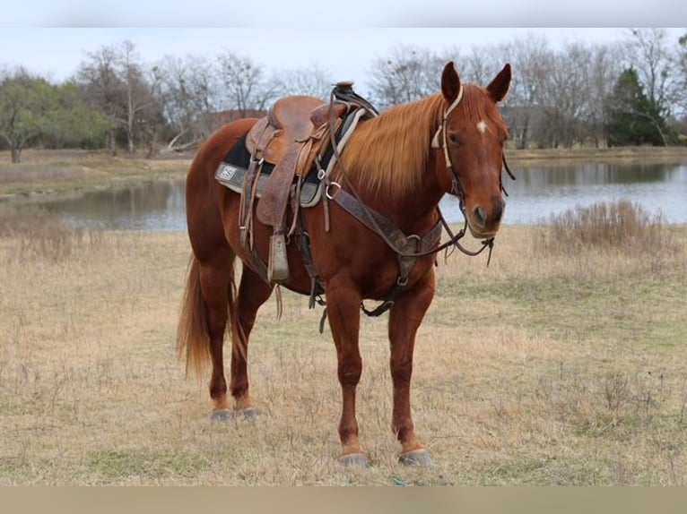 American Quarter Horse Mare 10 years 14,3 hh Sorrel in Terrell