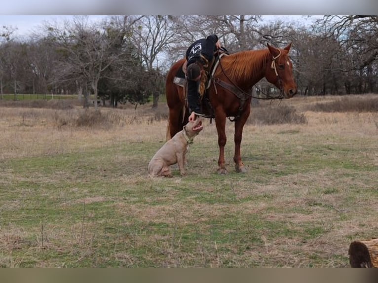 American Quarter Horse Mare 10 years 14,3 hh Sorrel in Terrell