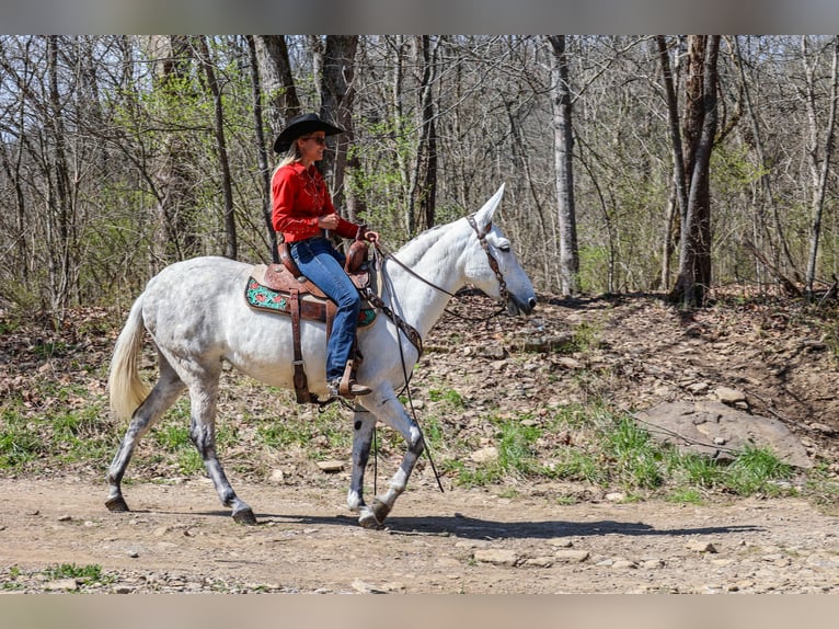 American Quarter Horse Mare 10 years 15,1 hh Gray in FLEMINGSBURG