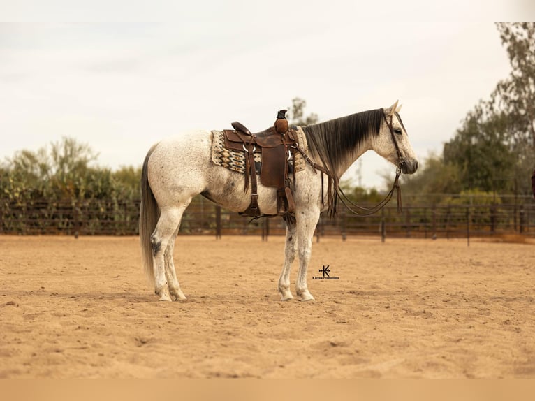 American Quarter Horse Mare 10 years 15,1 hh Gray in Casa Grande AZ