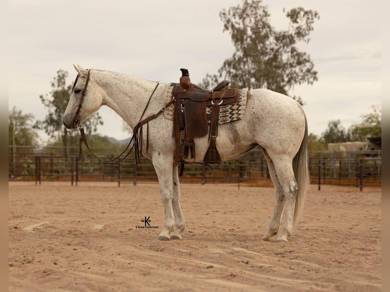 American Quarter Horse Mare 10 years 15,1 hh Gray in Casa Grande AZ