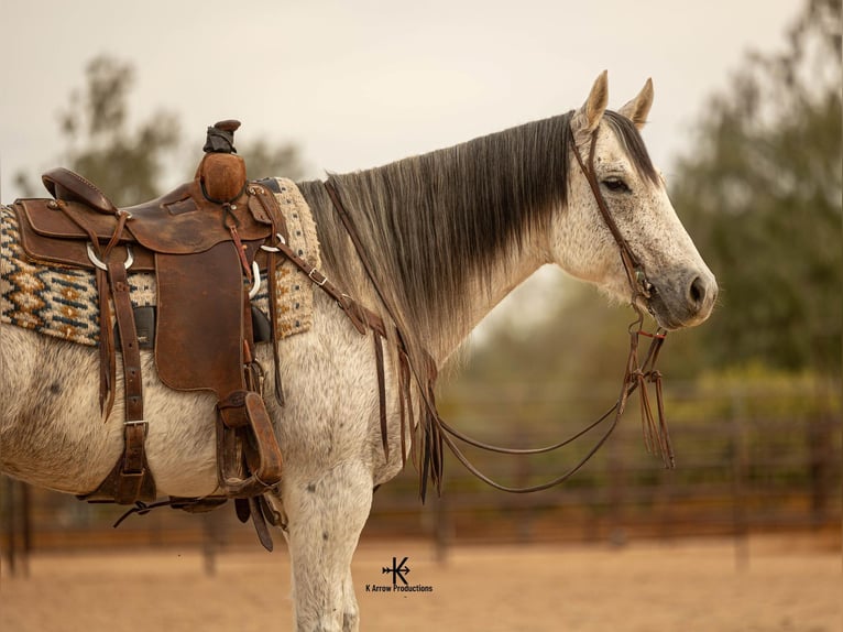 American Quarter Horse Mare 10 years 15,1 hh Gray in Casa Grande AZ