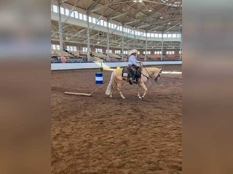 American Quarter Horse Mare 10 years 15.1 hh Palomino in Vidalia