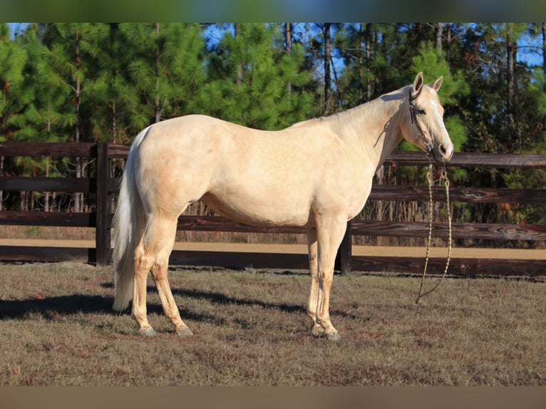 American Quarter Horse Mare 10 years 15.1 hh Palomino in Vidalia