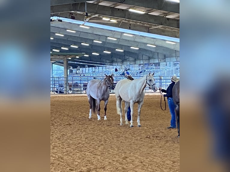 American Quarter Horse Mare 10 years 15.1 hh Palomino in Vidalia