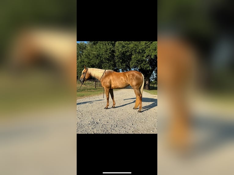 American Quarter Horse Mare 10 years 15,1 hh Palomino in Dennis, TX