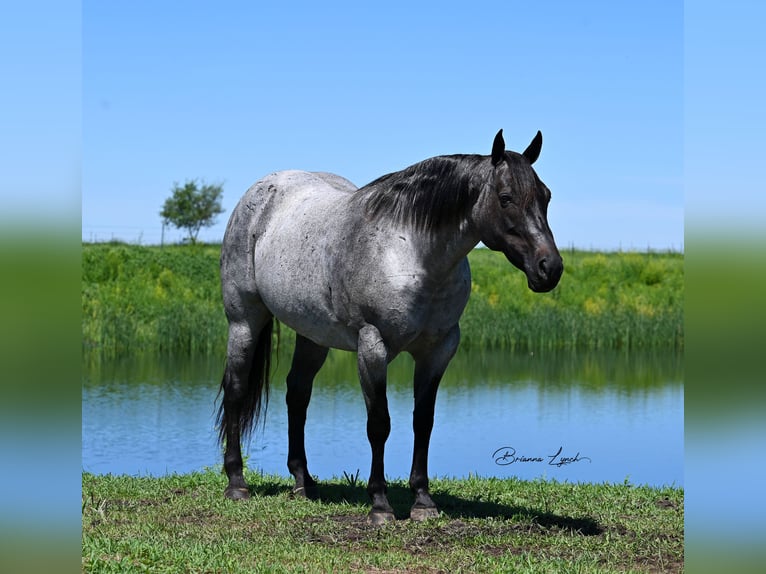 American Quarter Horse Mare 10 years 15,1 hh Roan-Blue in Canistota, SD