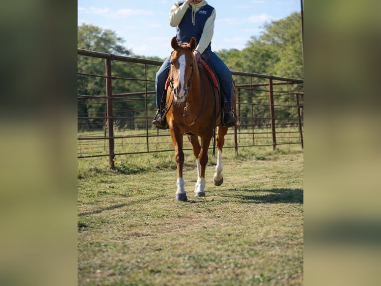 American Quarter Horse Mare 10 years 15.1 hh Sorrel in Sulphur Springs