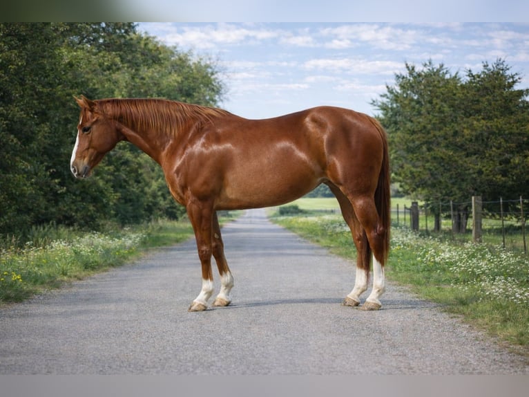 American Quarter Horse Mare 10 years 15.1 hh Sorrel in Sulphur Springs