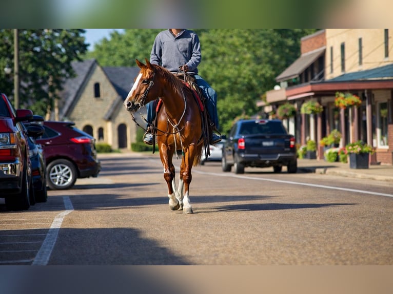 American Quarter Horse Mare 10 years 15.1 hh Sorrel in Sulphur Springs