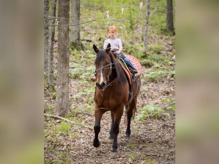 American Quarter Horse Mare 10 years 15,2 hh Bay in Auburn, KY