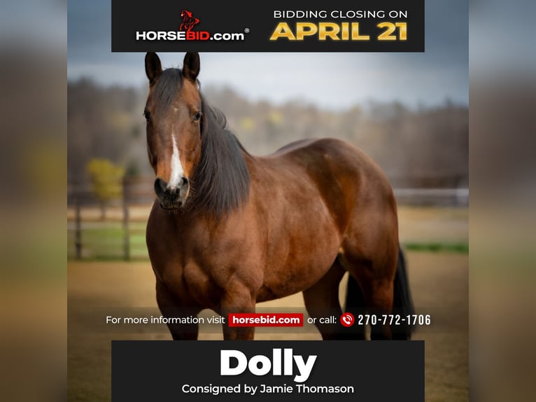 American Quarter Horse Mare 10 years 15,2 hh Bay in Auburn, KY