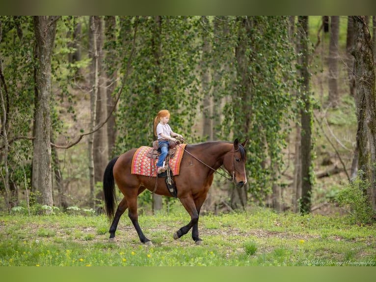 American Quarter Horse Mare 10 years 15,2 hh Bay in Auburn, KY