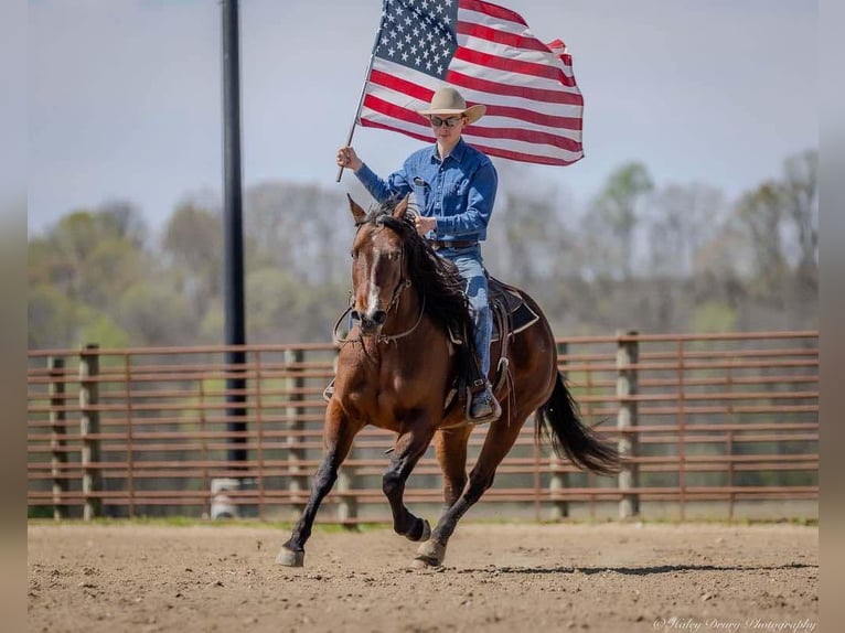 American Quarter Horse Mare 10 years 15,2 hh Bay in Auburn, KY