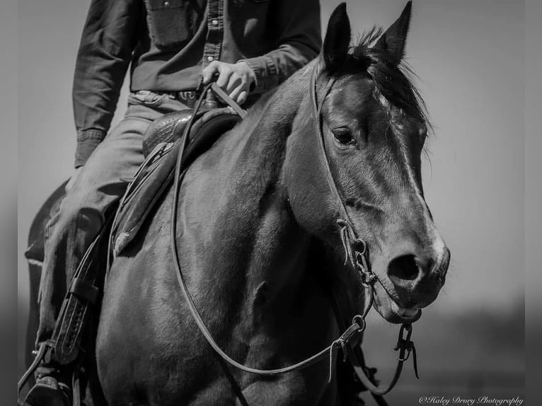 American Quarter Horse Mare 10 years 15,2 hh Bay in Auburn, KY