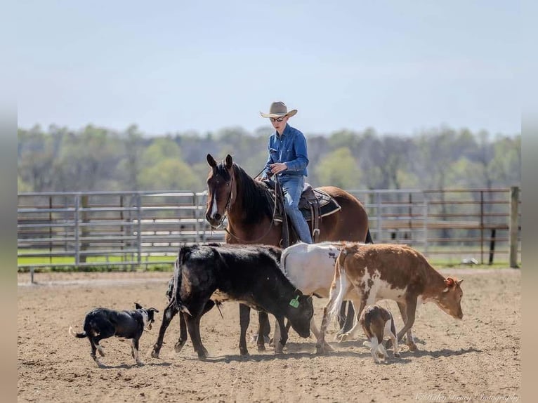 American Quarter Horse Mare 10 years 15,2 hh Bay in Auburn, KY