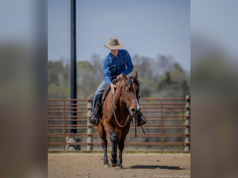 American Quarter Horse Mare 10 years 15,2 hh Bay in Auburn, KY