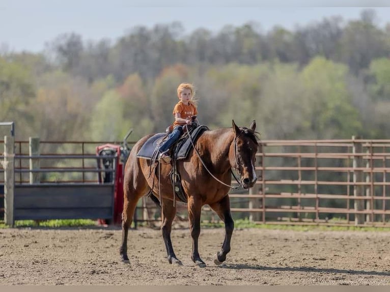 American Quarter Horse Mare 10 years 15,2 hh Bay in Auburn, KY