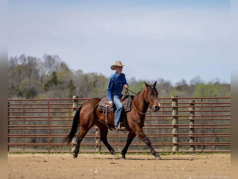 American Quarter Horse Mare 10 years 15,2 hh Bay in Auburn, KY