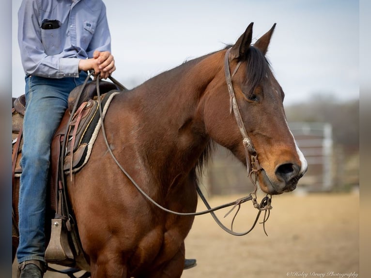 American Quarter Horse Mare 10 years 15,2 hh Bay in Auburn, KY