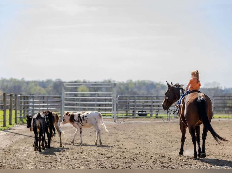 American Quarter Horse Mare 10 years 15,2 hh Bay in Auburn, KY
