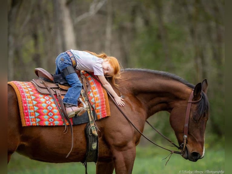 American Quarter Horse Mare 10 years 15,2 hh Bay in Auburn, KY
