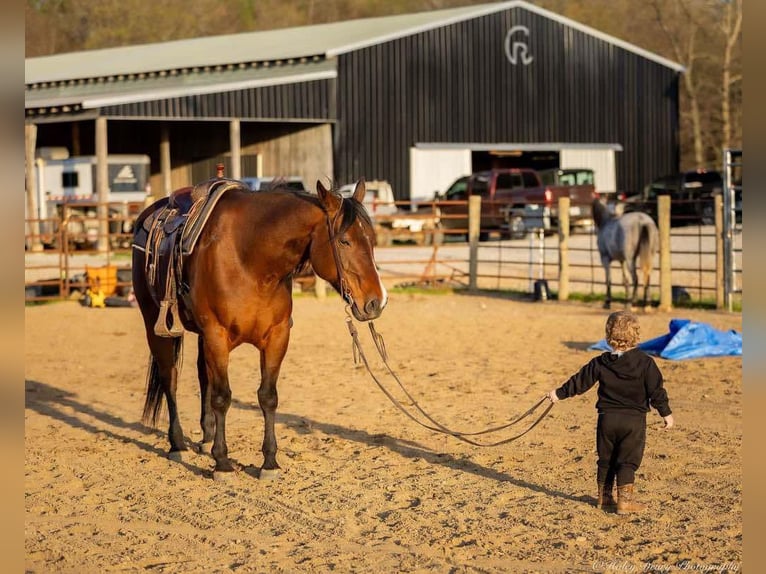 American Quarter Horse Mare 10 years 15,2 hh Bay in Auburn, KY