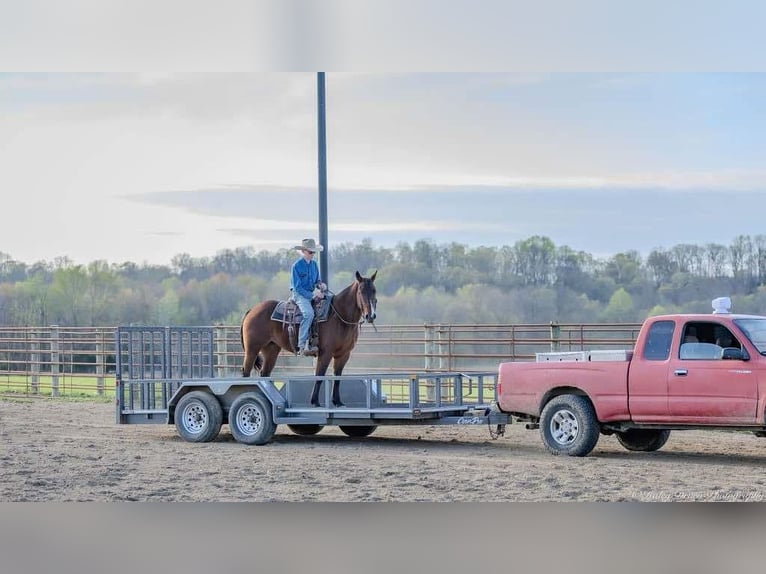 American Quarter Horse Mare 10 years 15,2 hh Bay in Auburn, KY