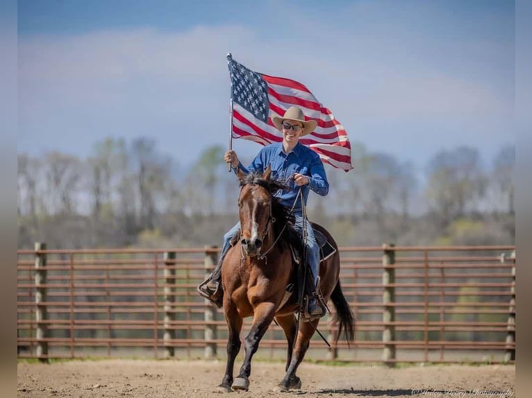 American Quarter Horse Mare 10 years 15,2 hh Bay in Auburn, KY