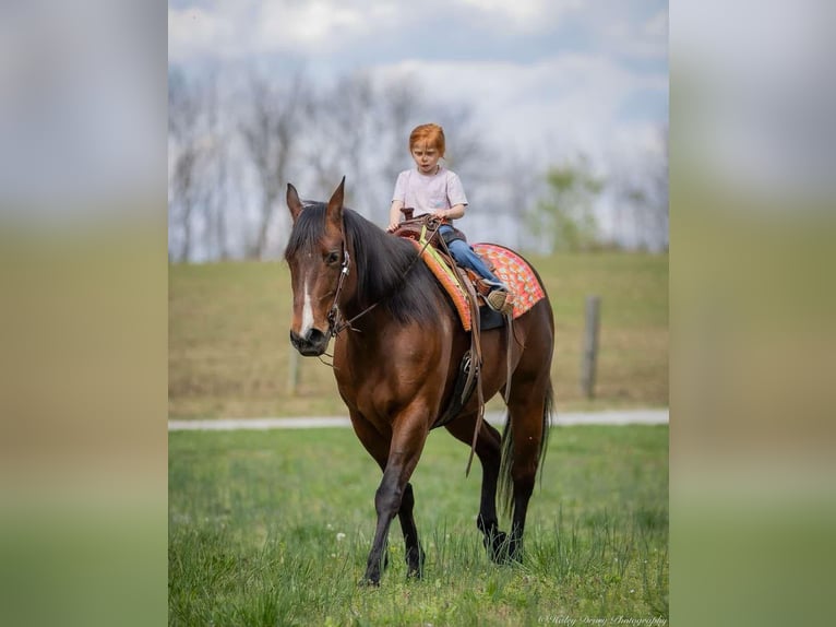 American Quarter Horse Mare 10 years 15,2 hh Bay in Auburn, KY