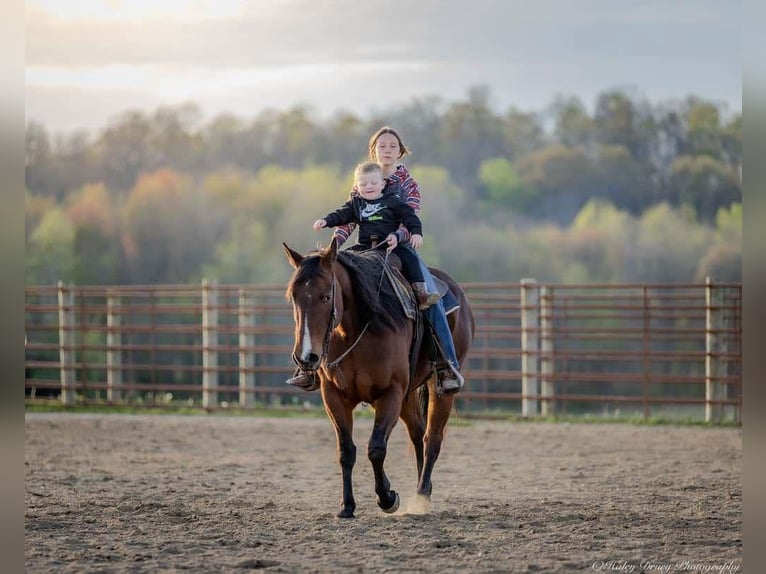 American Quarter Horse Mare 10 years 15,2 hh Bay in Auburn, KY