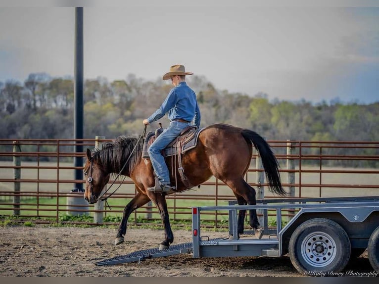 American Quarter Horse Mare 10 years 15,2 hh Bay in Auburn, KY