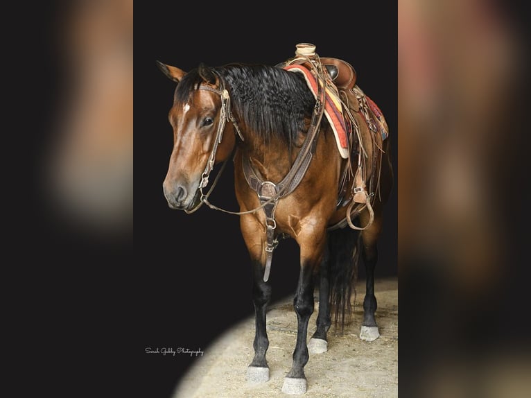American Quarter Horse Mare 10 years 15,2 hh Bay in Bellevue, IA