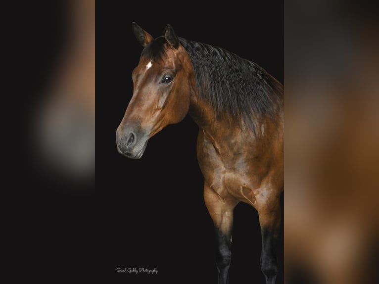 American Quarter Horse Mare 10 years 15,2 hh Bay in Bellevue, IA